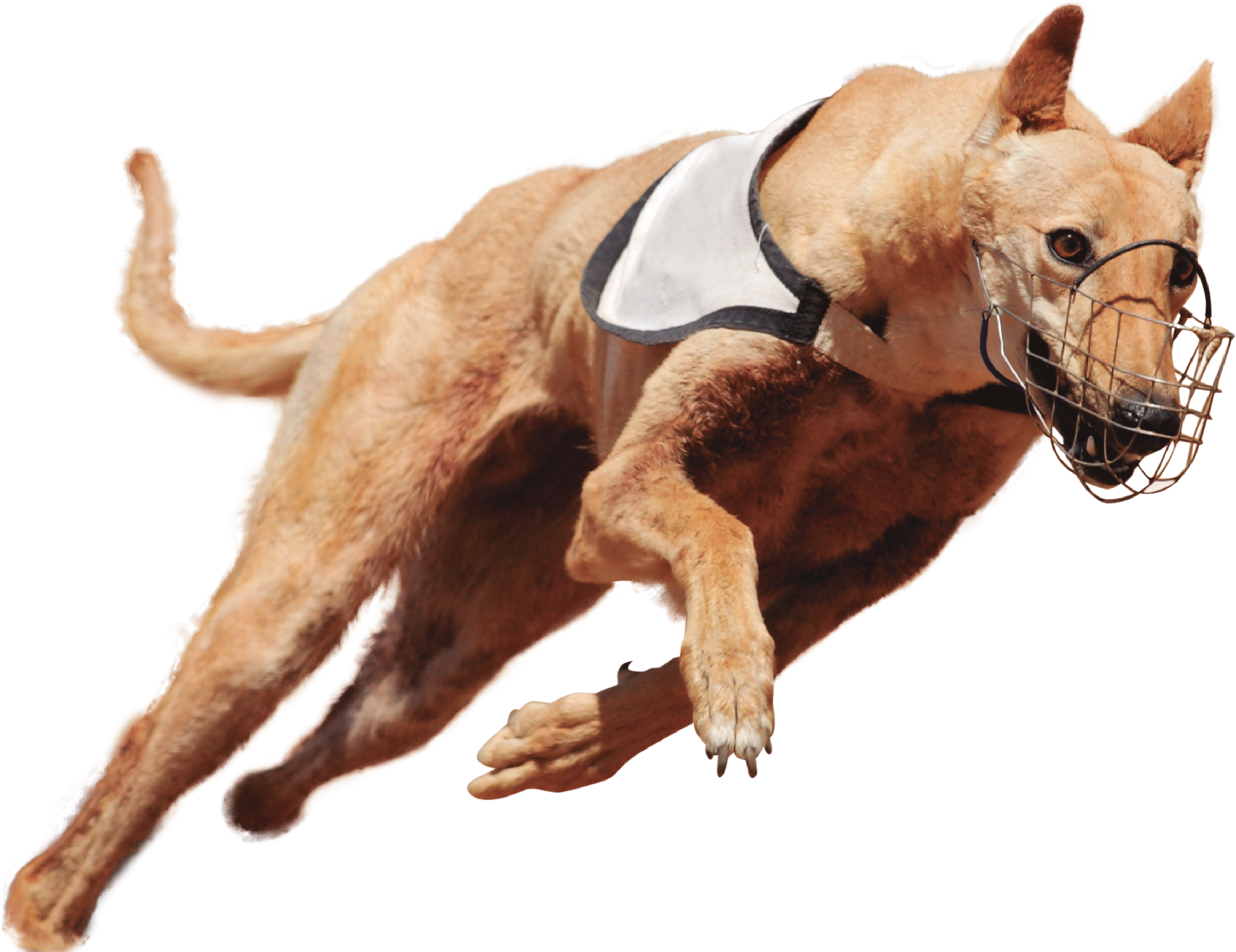 Carreras de Galgos